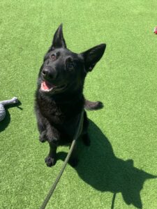 Pet Image